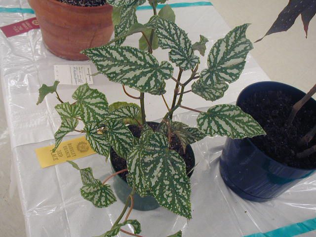 B. ‘Ice Capades’